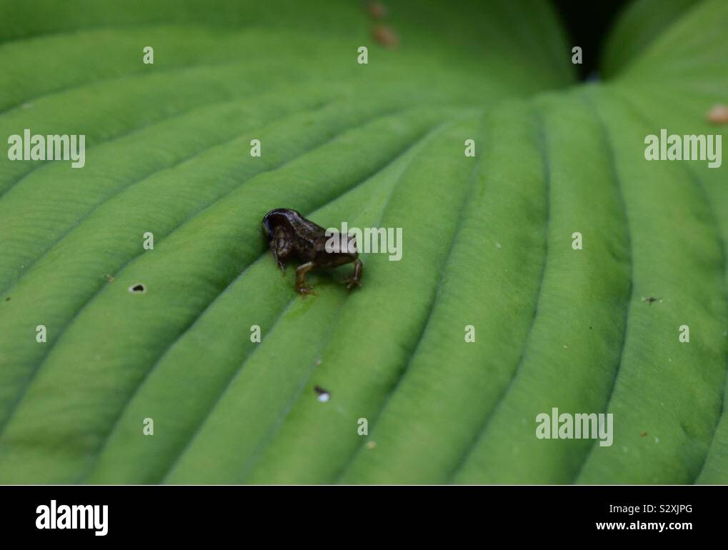 L'état de têtard à Frog on leaf Banque D'Images