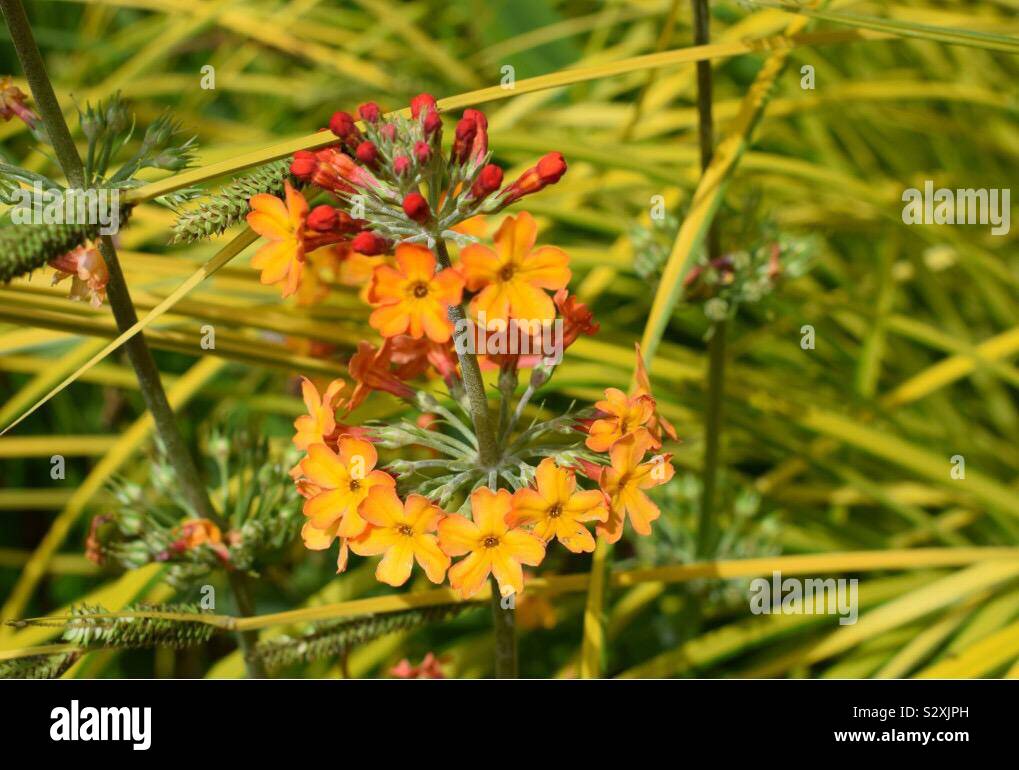 Orange fleurs et bourgeons Banque D'Images