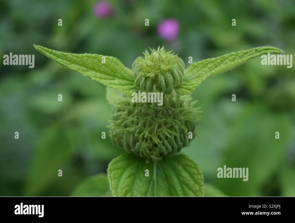 Les boutons de fleurs vert Banque D'Images