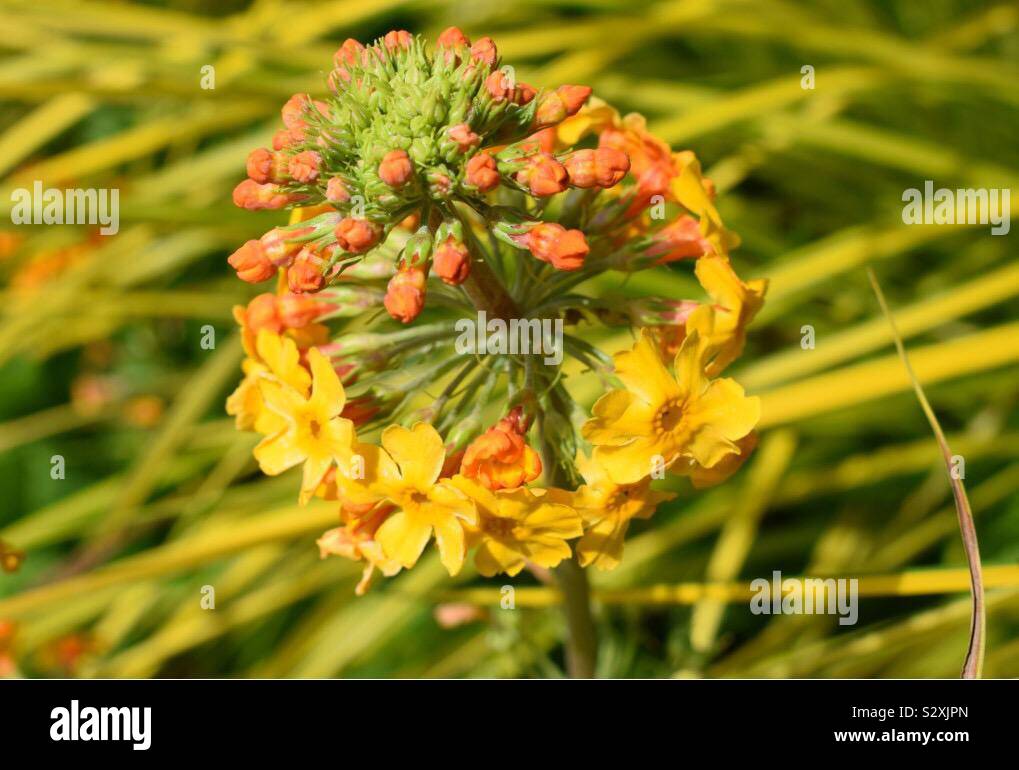 Orange fleurs et bourgeons close up Banque D'Images