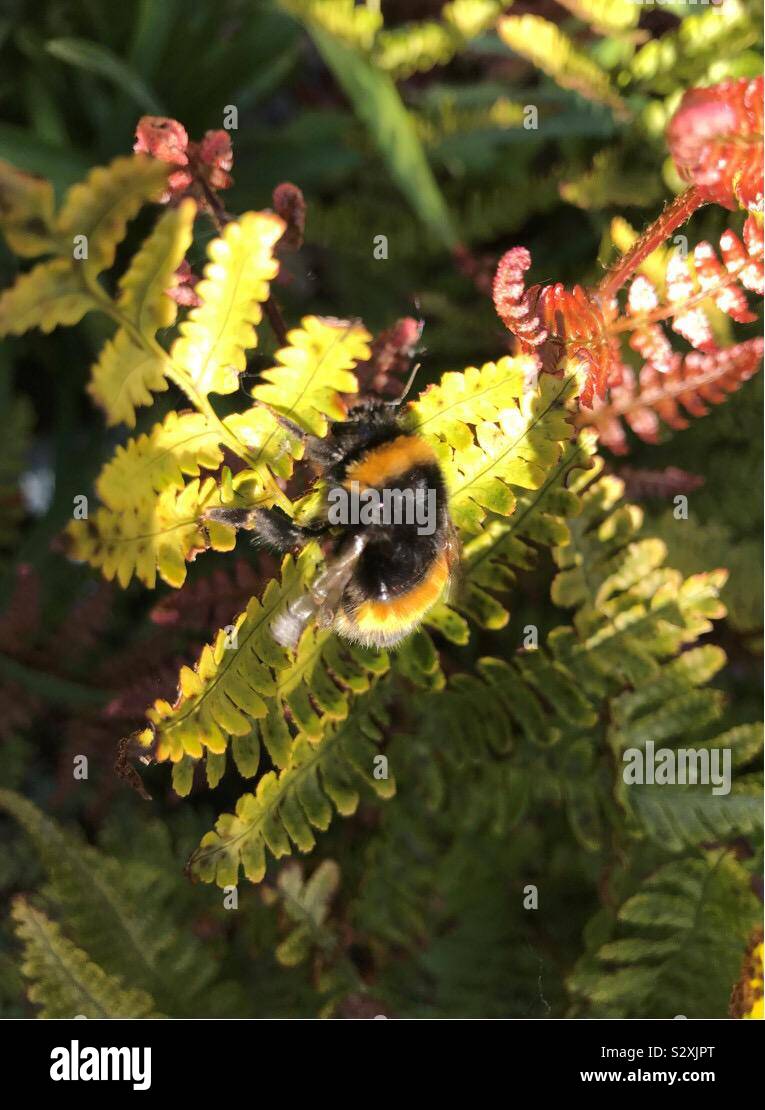 Soleil fougère bee Banque D'Images