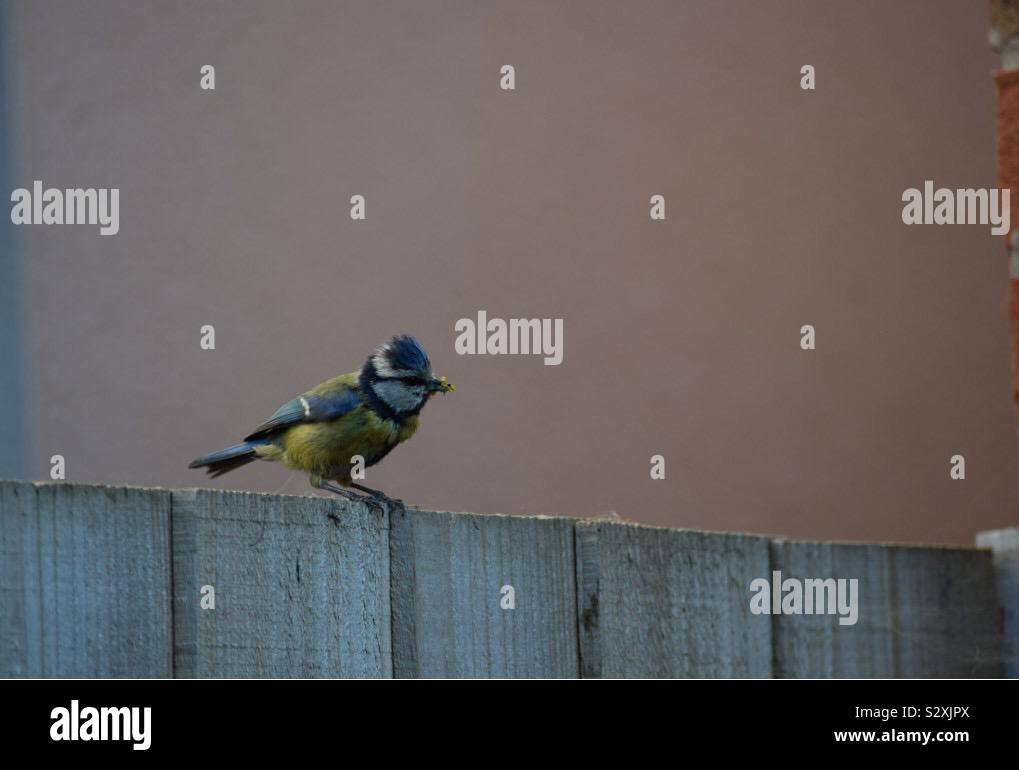 Blue Tit retour au nid Banque D'Images