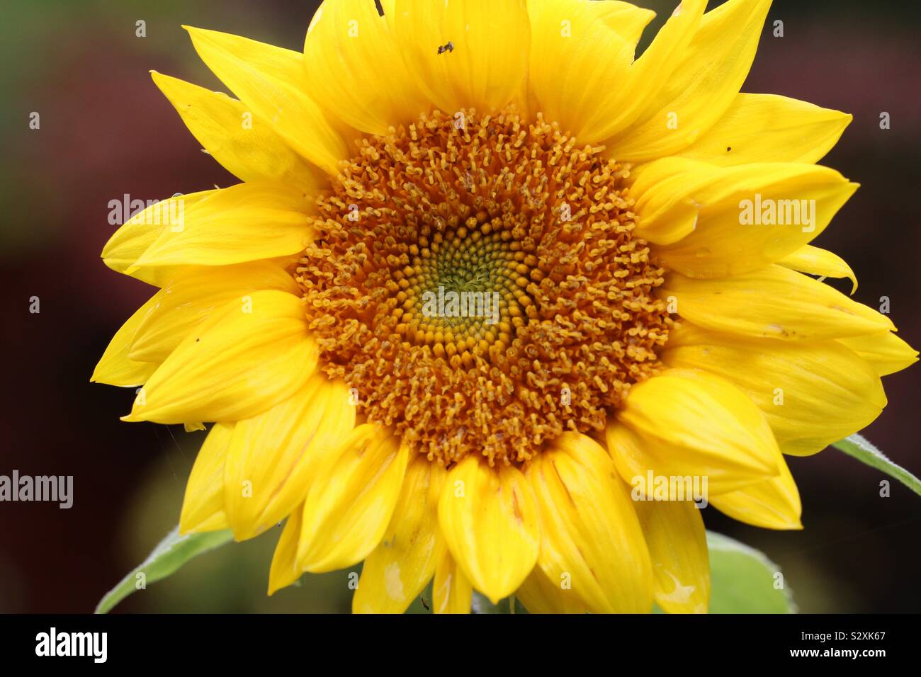 Tournesol commun sous la pluie Banque D'Images