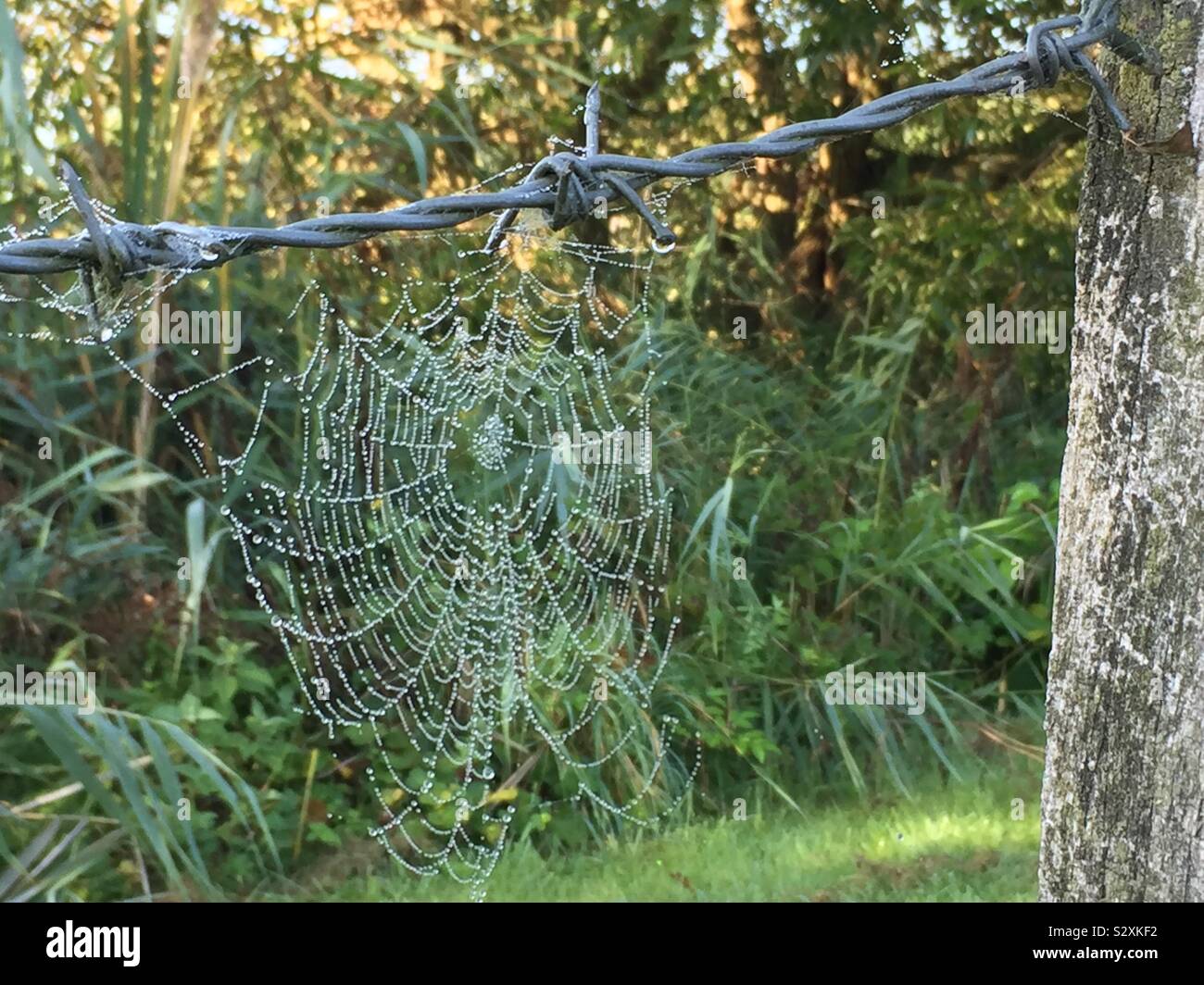 Spiders web sur les barbelés Banque D'Images