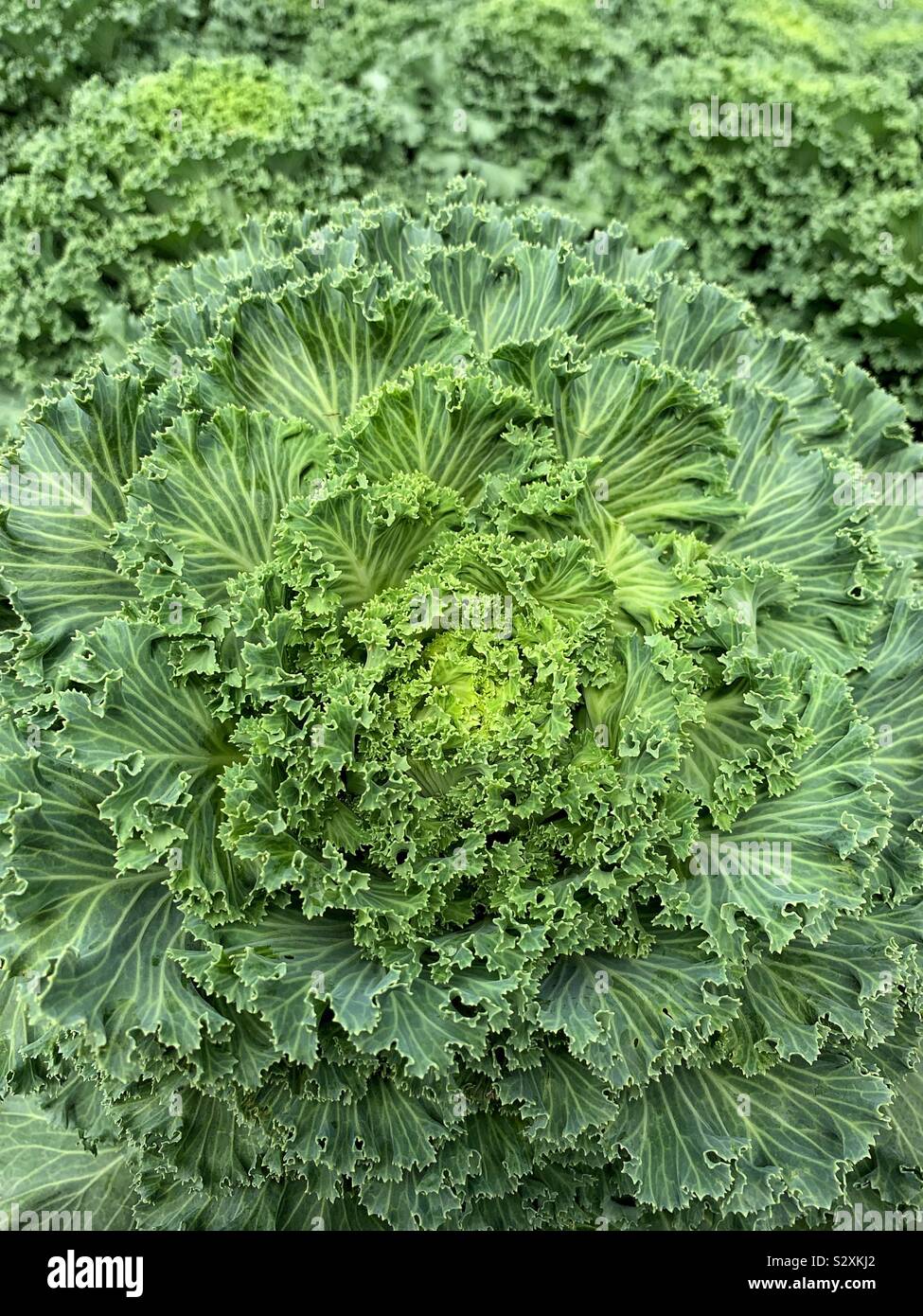 Tête de chou vert. Banque D'Images