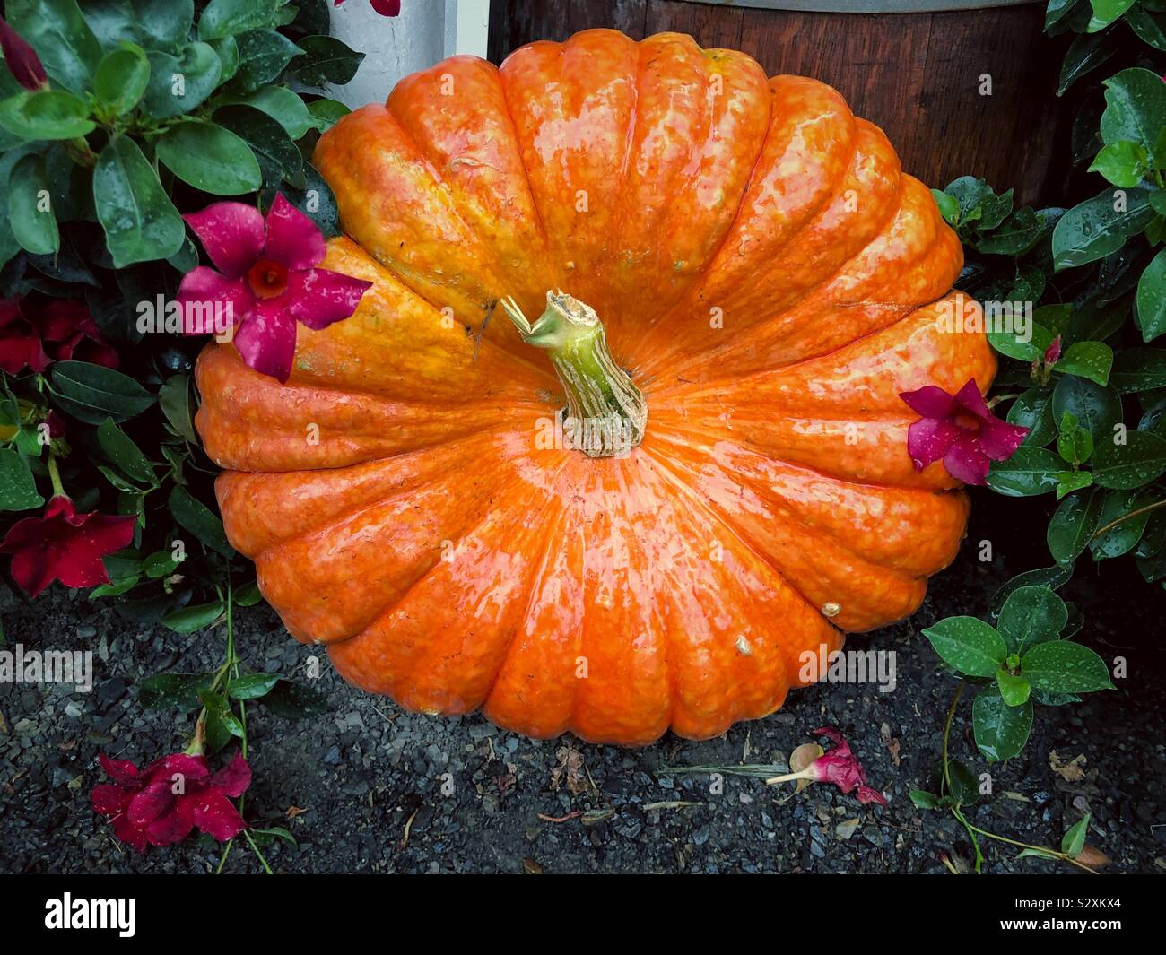 Pumpkin sur le terrain comme décor pour l'automne Banque D'Images