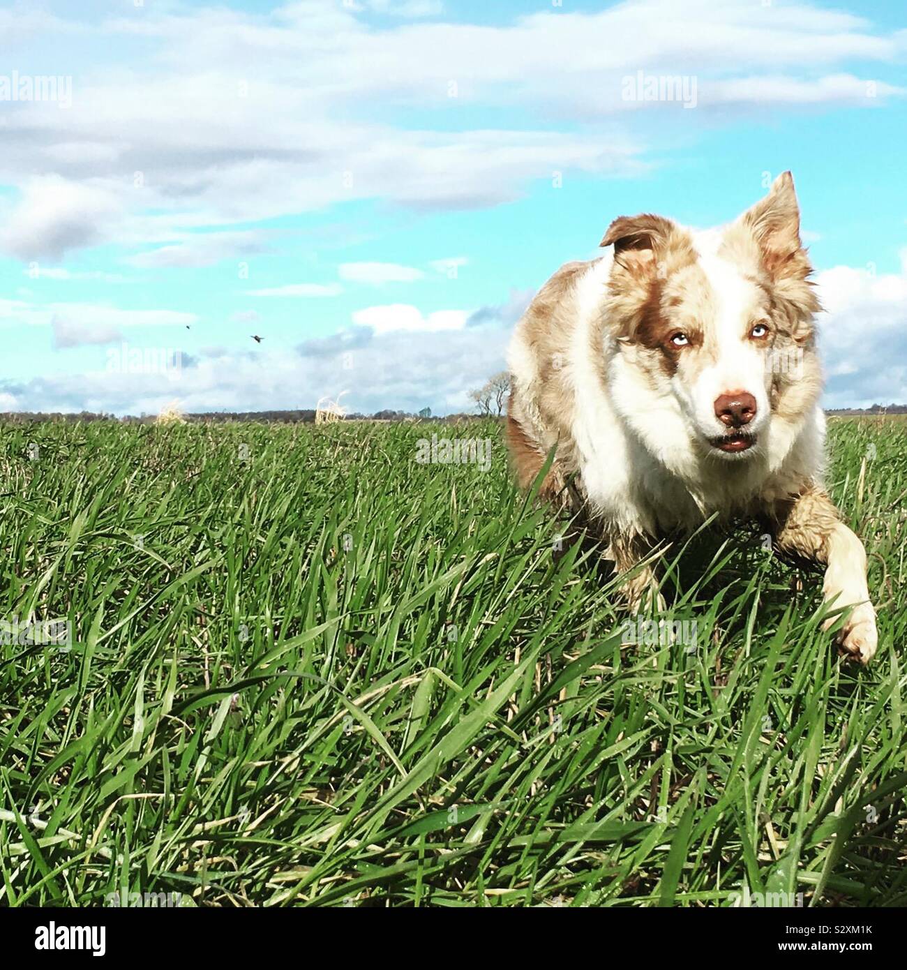 Border Collie Merle rouge tournant dans le champ Banque D'Images