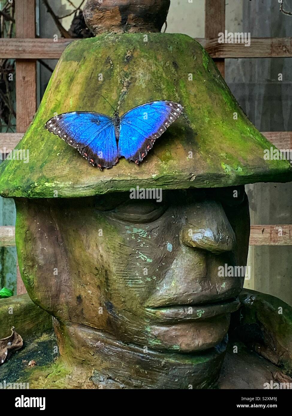 Le Morpho bleu (morpho peleides) papillon sur une statue de pierre couverte est de Mlle. Banque D'Images