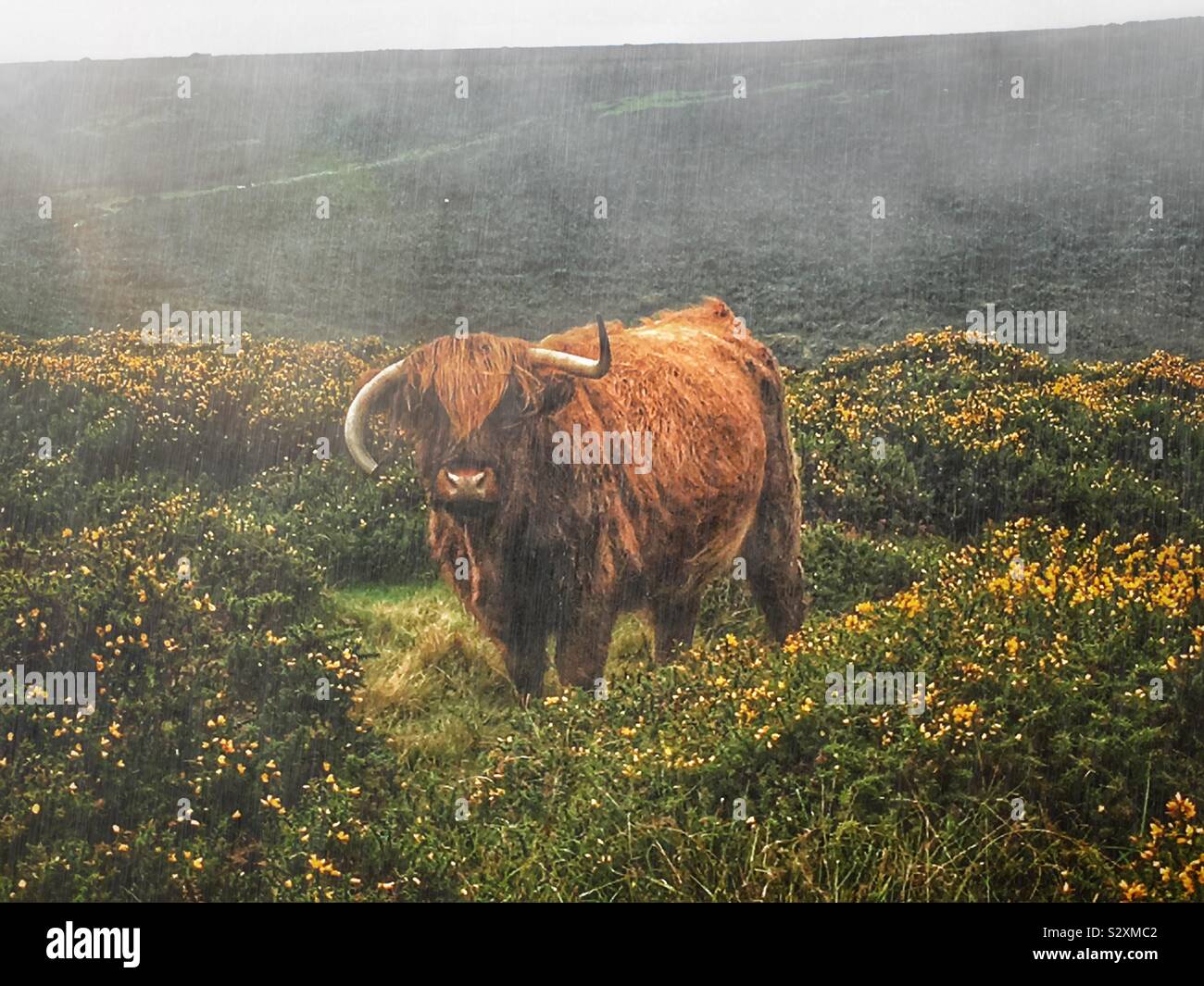 Highland vache dans la pluie sur la lande au Royaume-Uni. Banque D'Images