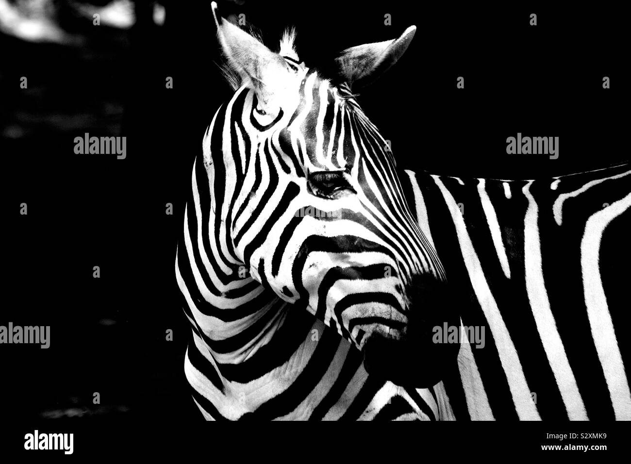 African Zebra en roaming gratuit estate Banque D'Images