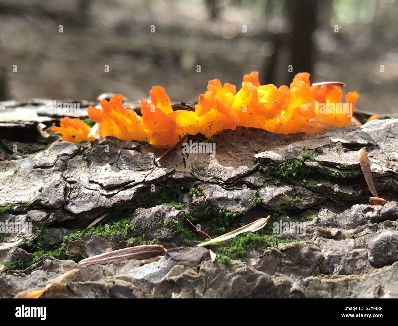 Orange champignon poussant sur un arbre à l'automne journal Banque D'Images