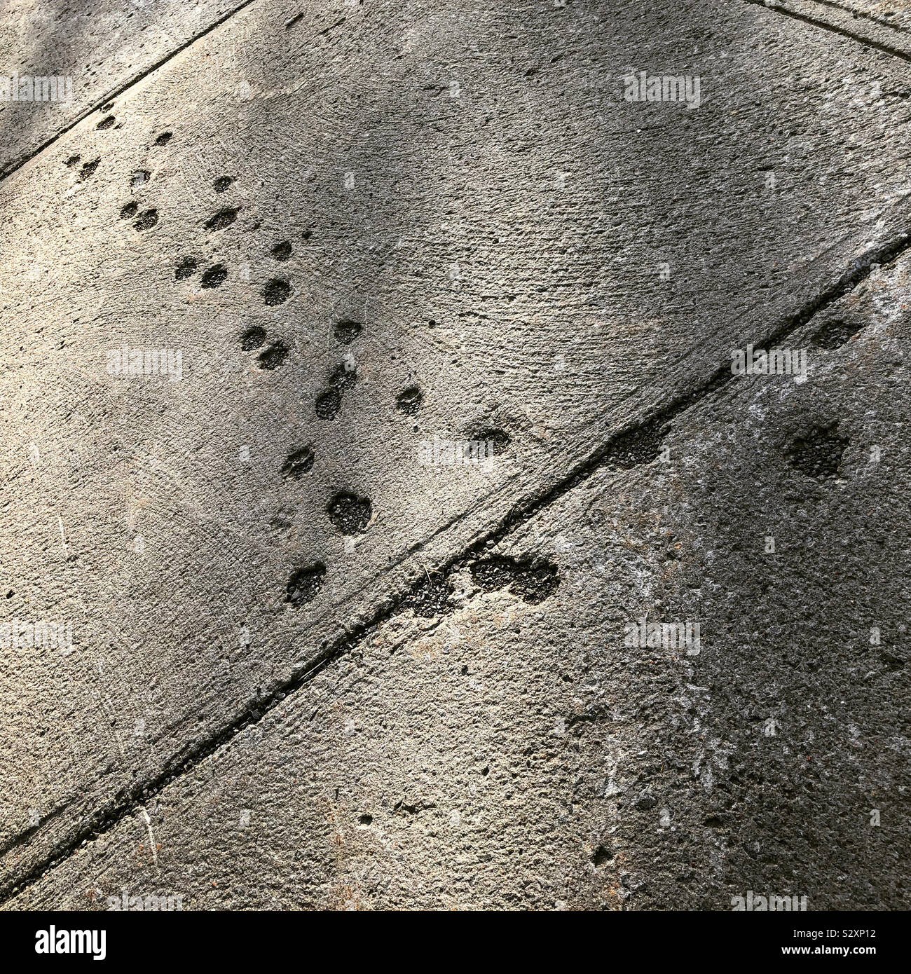 Cat empreintes dans le trottoir en béton. Banque D'Images