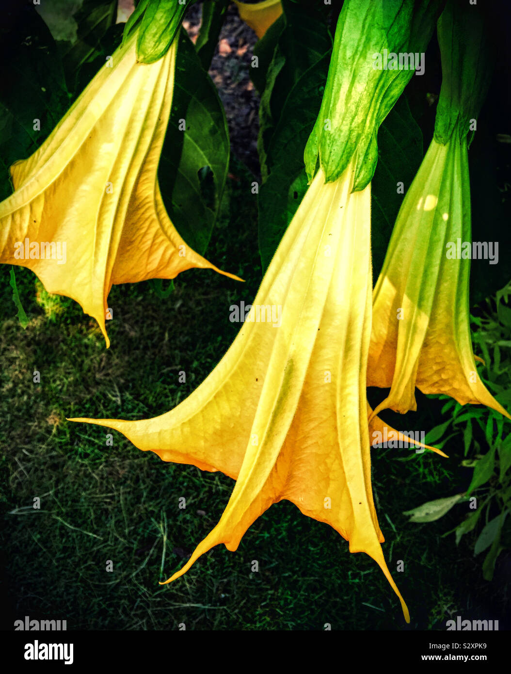 Couleur jaune trompette des anges tombantes fleurs avec un effet de  texture. C'est un petit arbre ou arbuste d'ornement dans les jardins Photo  Stock - Alamy