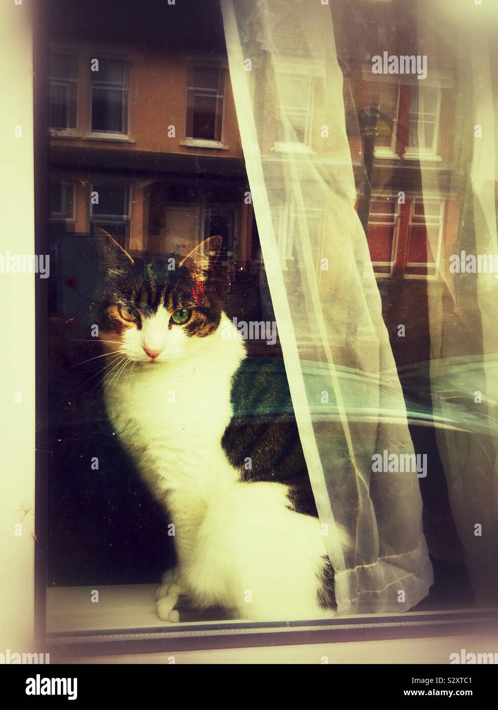 Chat dans une fenêtre de Seven Sisters, Stamford Hill, London England UK Banque D'Images