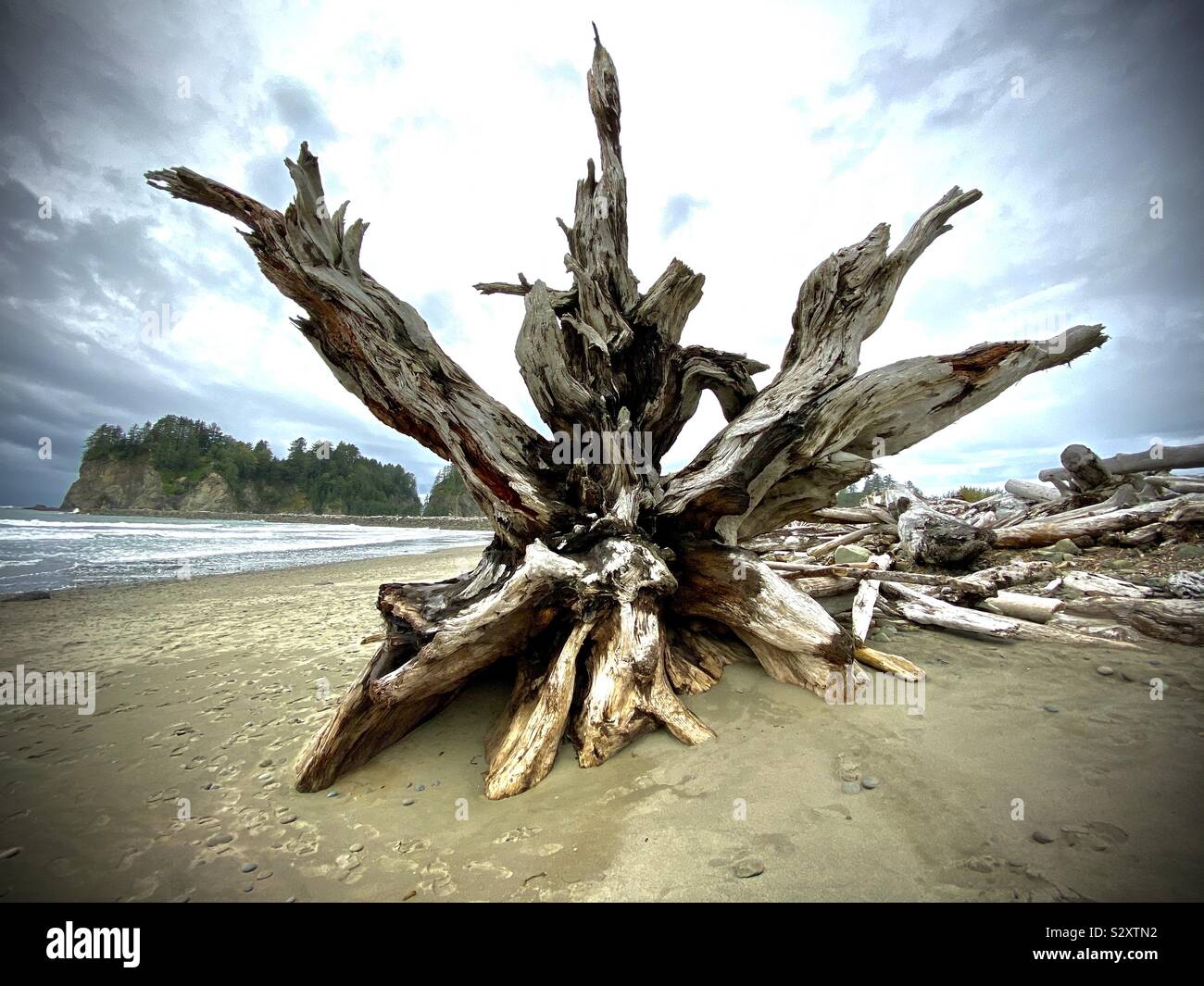 Nord-ouest pacifique Plage paysage : grandes piles de bois flotté avec toile de mer sur les rives de Rialto Beach, Olympic National Park, Washington, États-Unis Banque D'Images