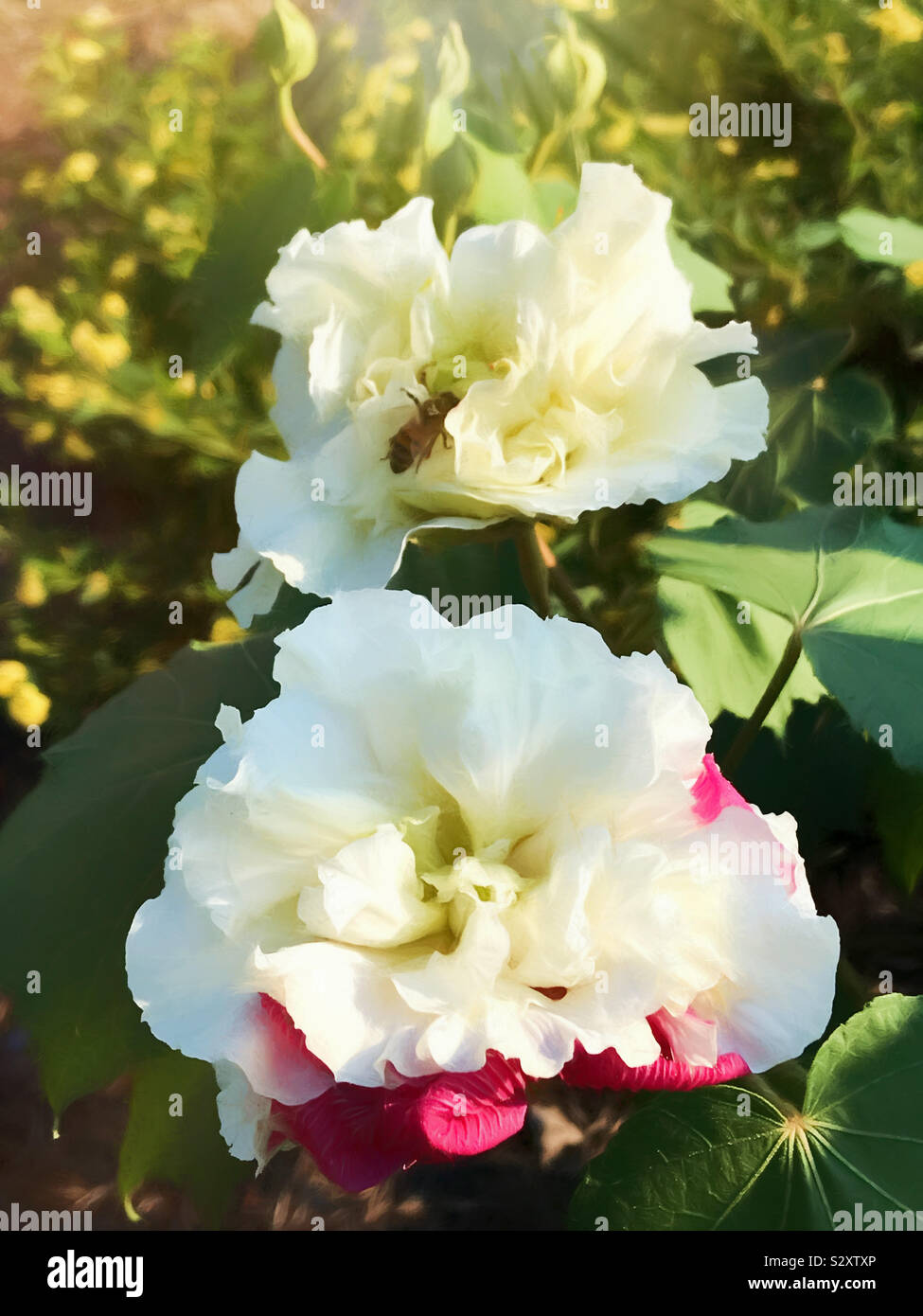 Arbre généalogique Rose confédérée avec ses fleurs dans la phase