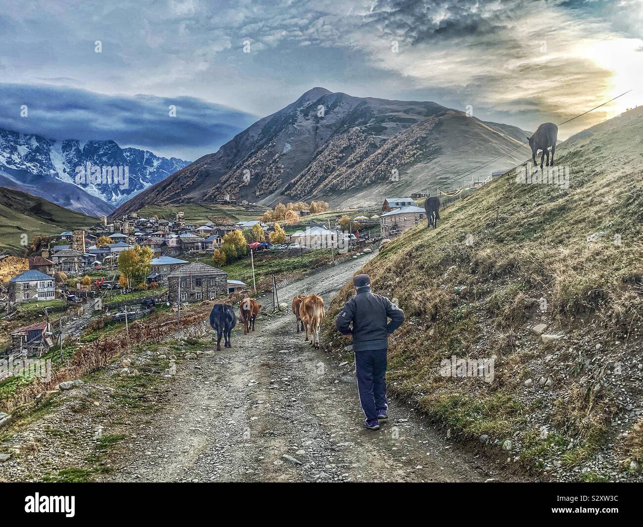 Éleveur de vaches de son élevage en bas un chemin de montagne pour être traites, tandis que le soleil se lève derrière un pic de montagne en USHGULI, Géorgie. - Image de stock capturée avec un smartphone
