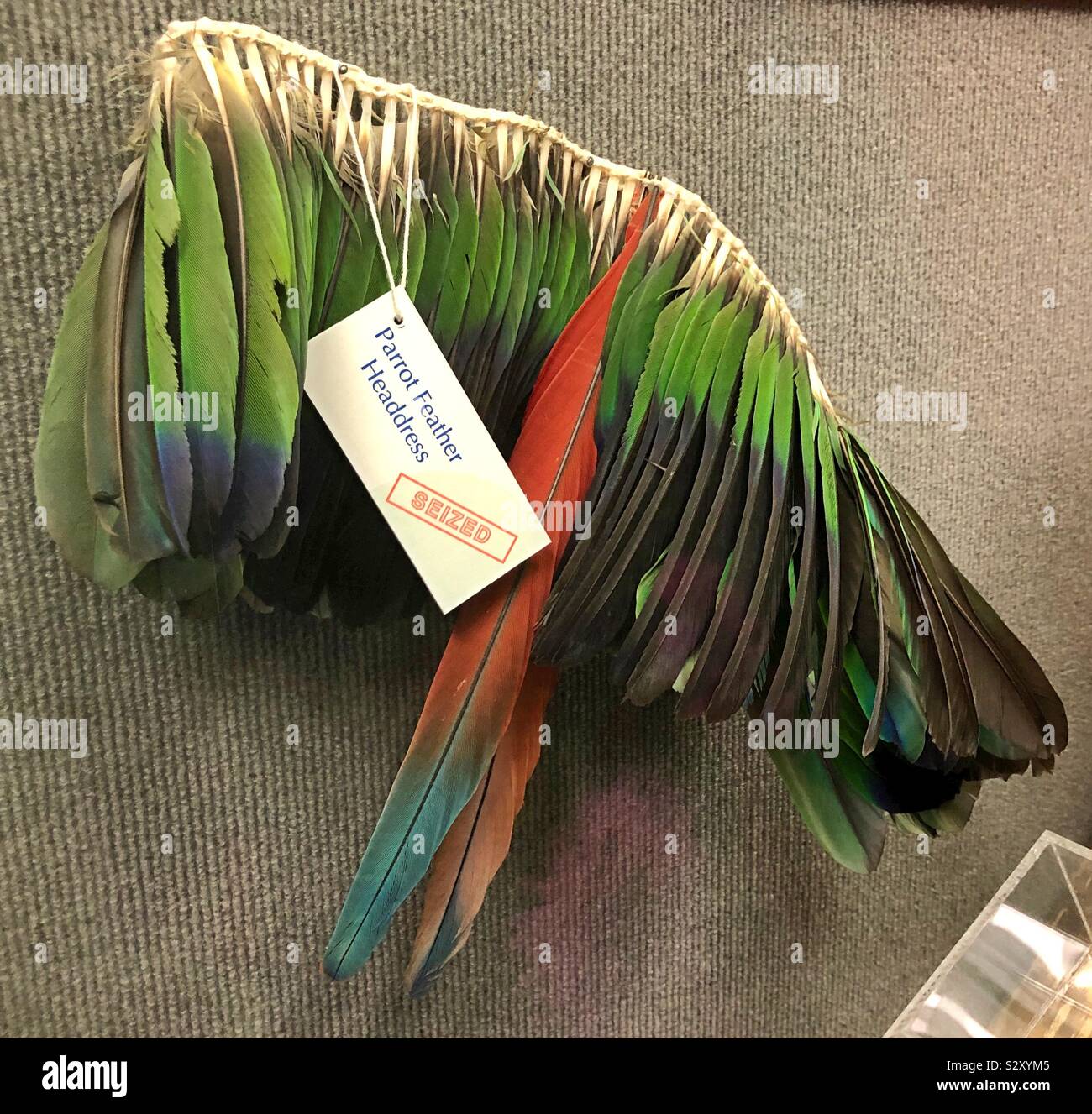 Une coiffe en plumes de perroquet, illégale aux États-Unis, et saisies par les autorités, sur l'affichage à l'aéroport international de Minneapolis dans le Minnesota, USA. Banque D'Images