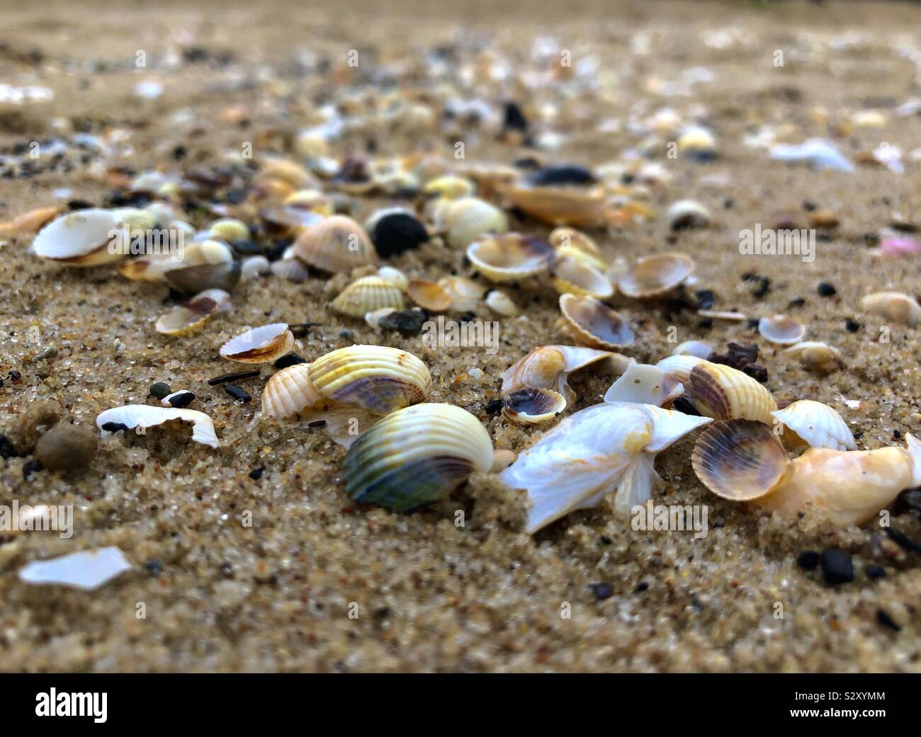 Coquillages de mer Banque D'Images