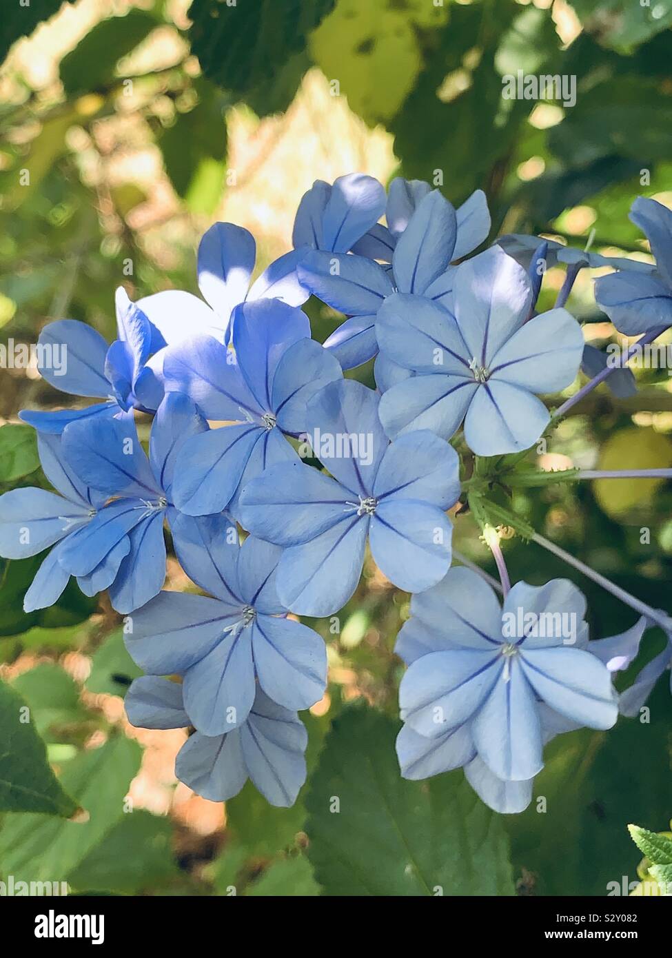 Plumbago bleu avec fleurs fond soleil Banque D'Images