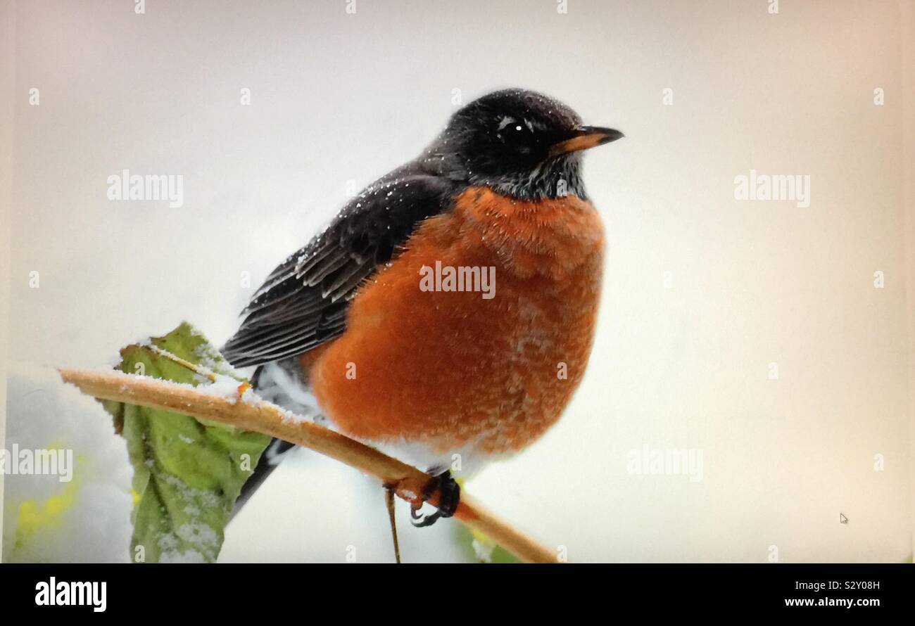 C'est d'Amérique du Nord, le merle, Robin, Banque D'Images