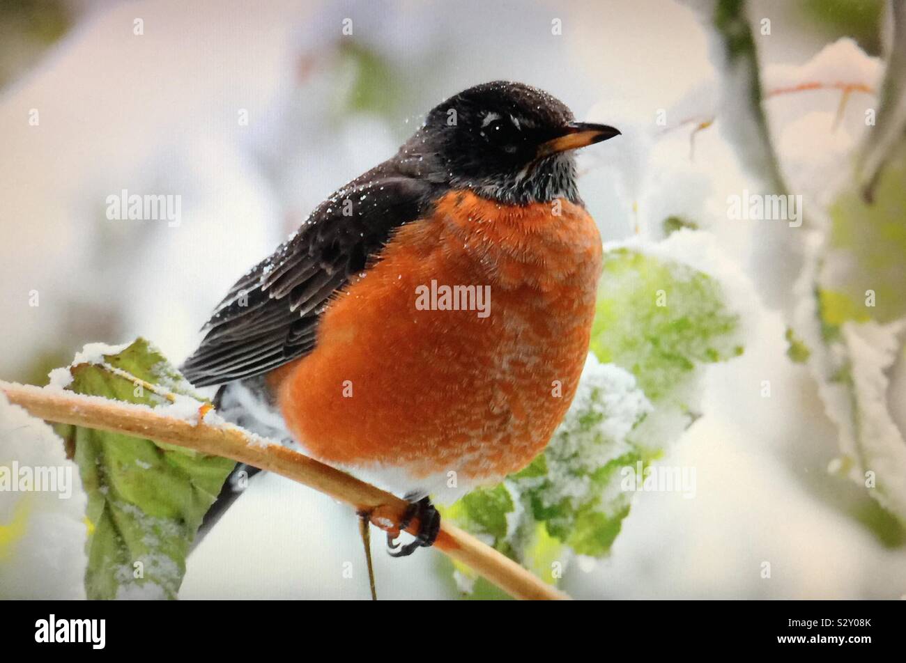 C'est d'Amérique du Nord, le merle, Robin, Banque D'Images