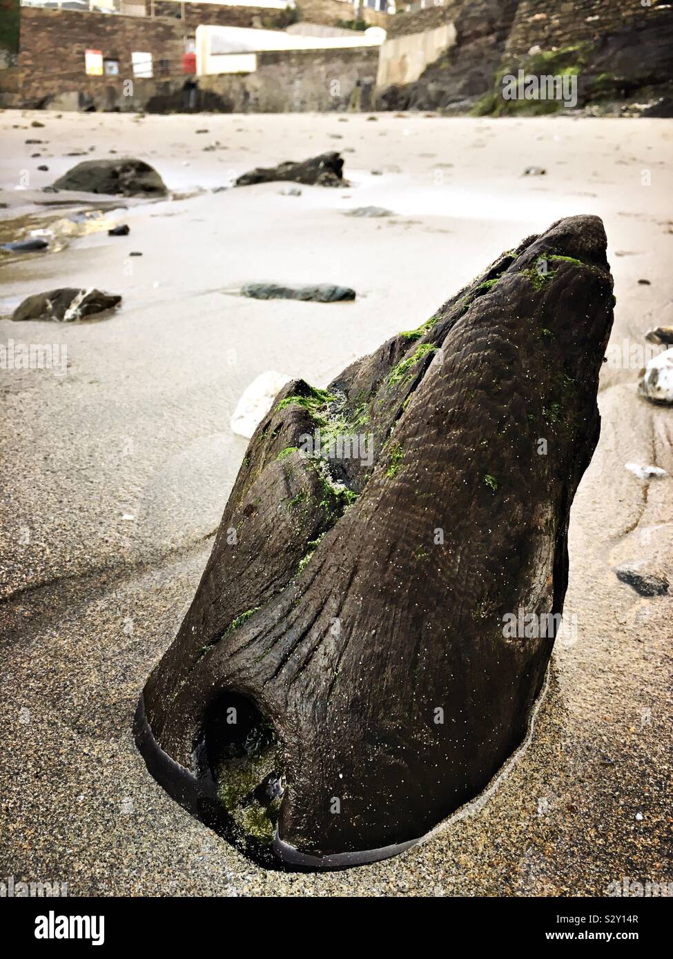 Bois flottant dans le sable Banque D'Images