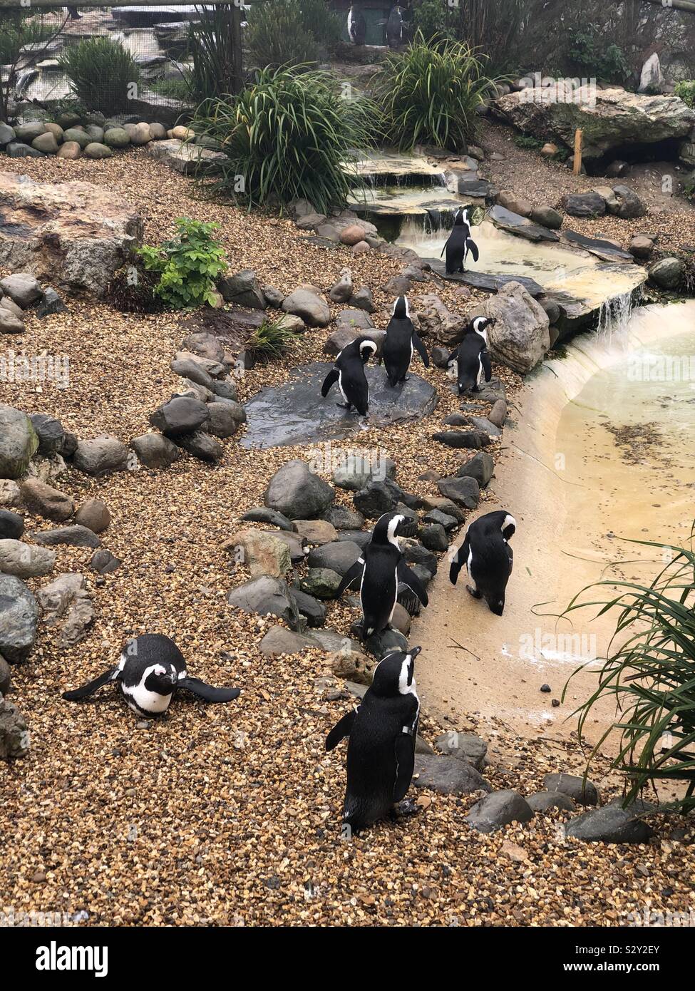 Colonie de pingouins Banque D'Images