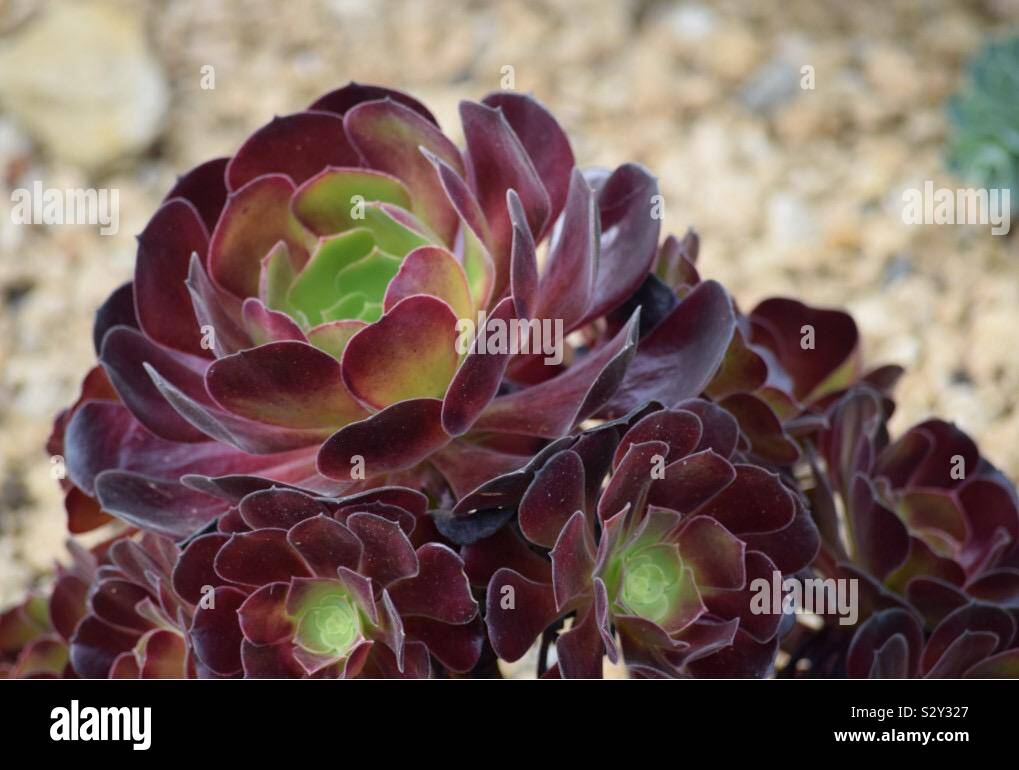 Violet Vert succulent close up Banque D'Images