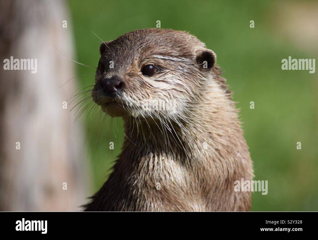 Loutre se bouchent Banque D'Images