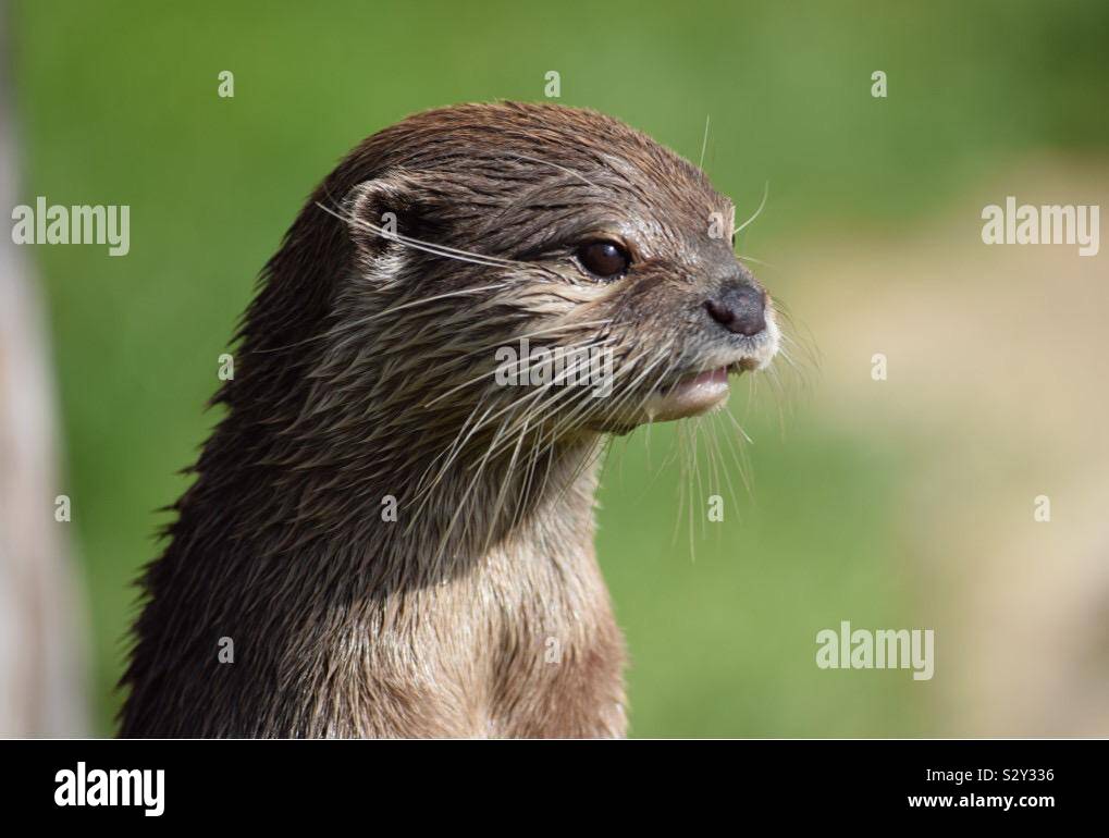 Loutre se bouchent Banque D'Images