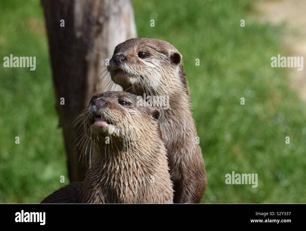 Otter close up Banque D'Images