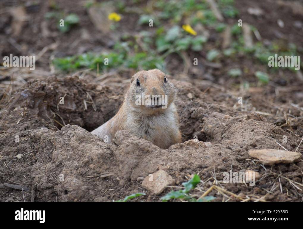 Chien de prairie dans le trou Banque D'Images