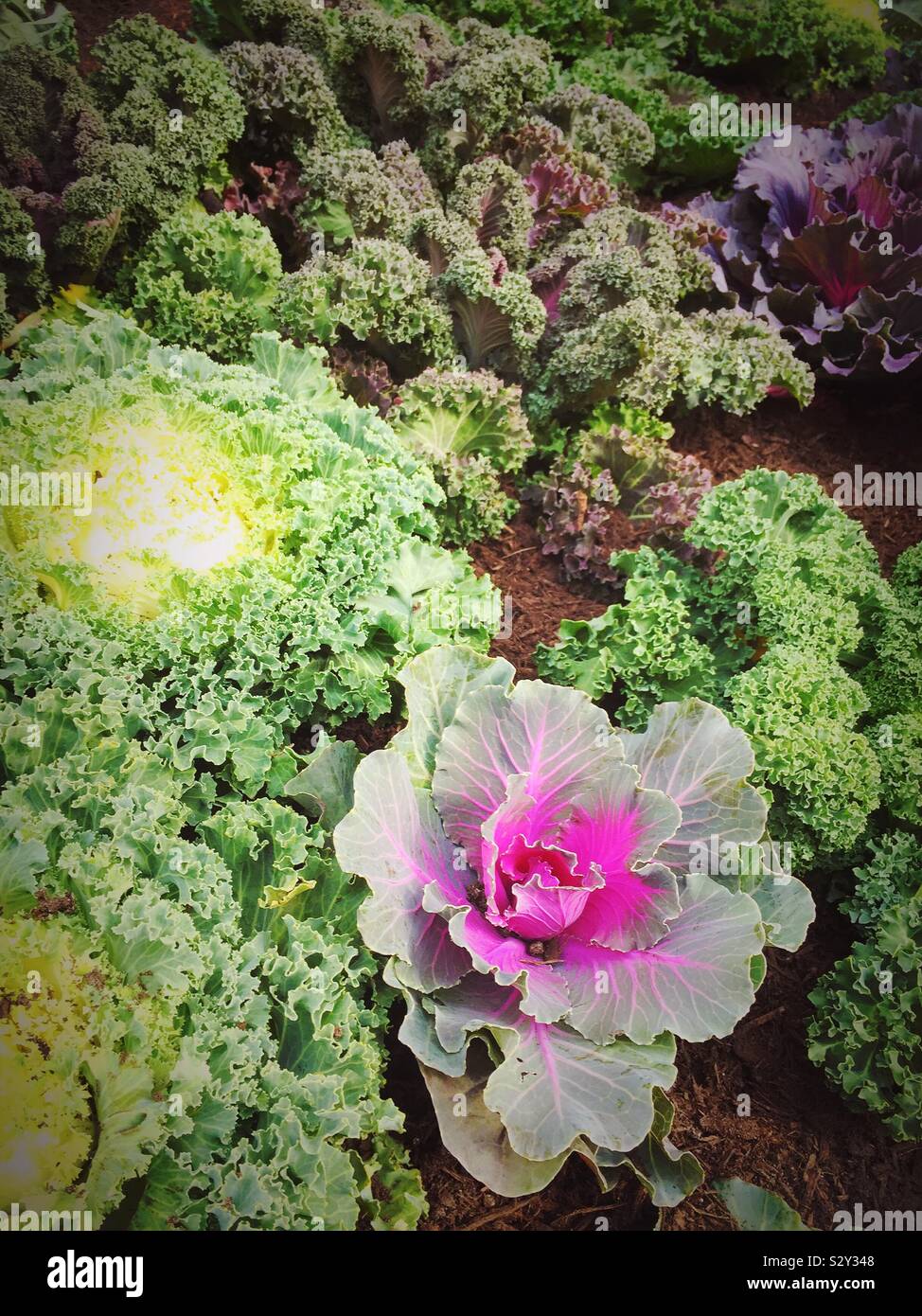 Gros plan d'une couche de fleurs colorées de chou frisé Banque D'Images