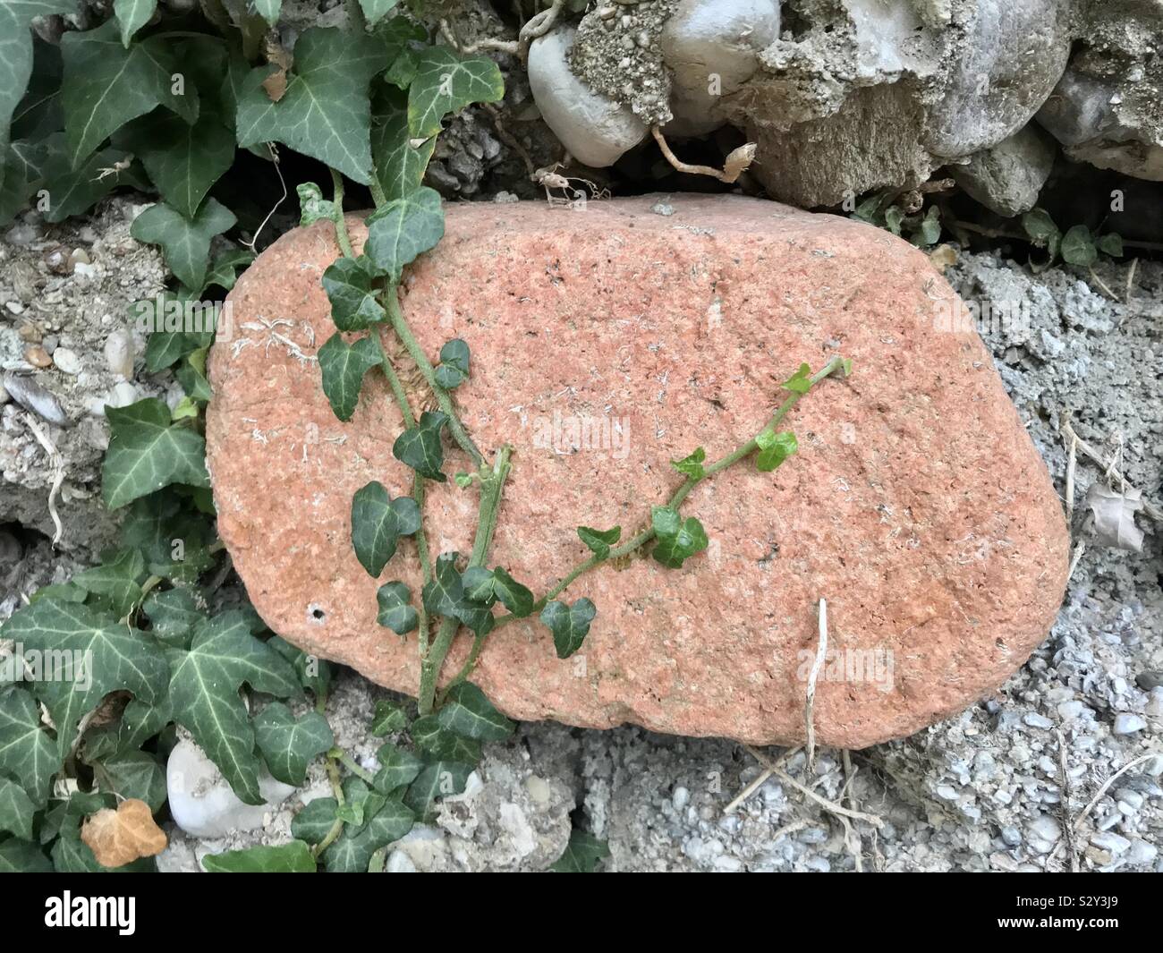 L'Italien lierre sur mur en pierre rose Banque D'Images