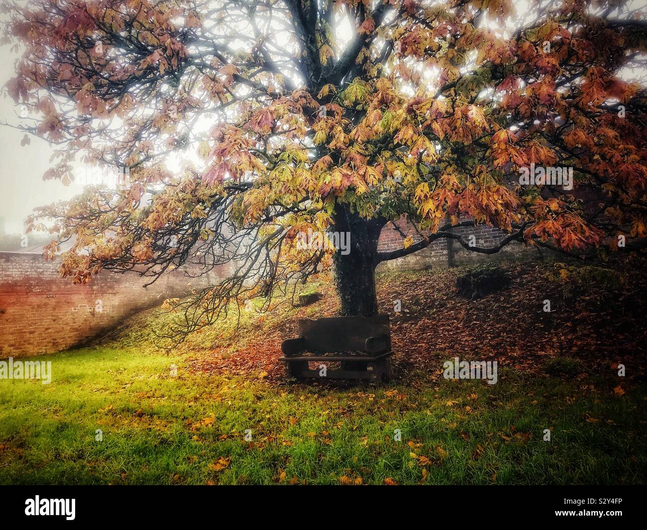 Banc sous un arbre Banque D'Images