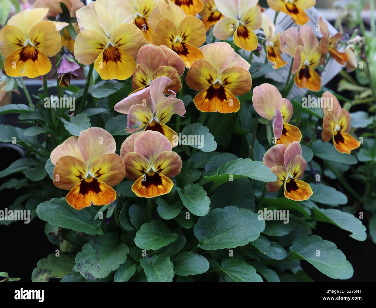 Viola en fleur - Image de stock capturée avec un smartphone