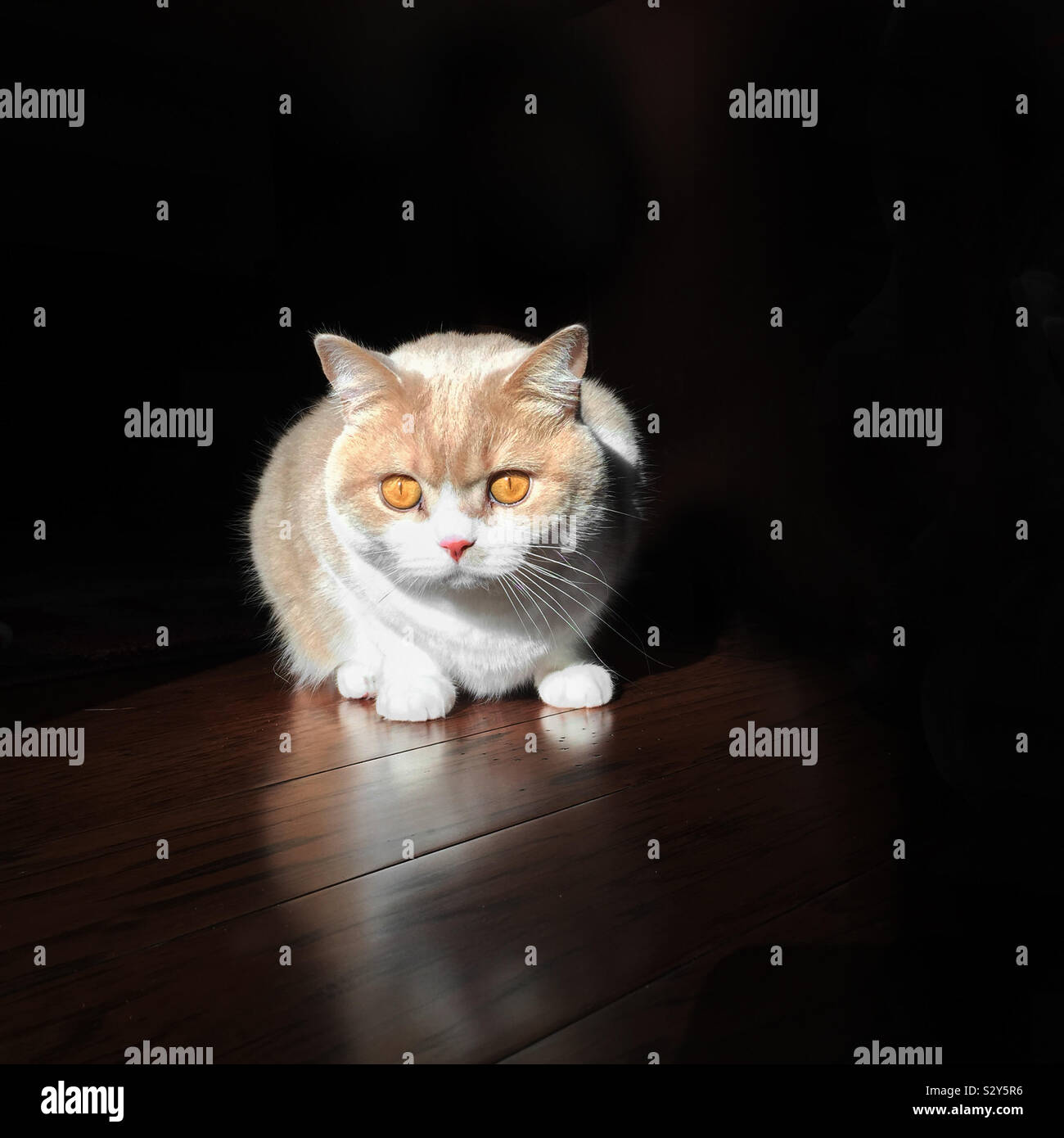 Un Male British Shorthair Chat Tigre Domestique Il Est De Couleur Creme Et Blanc Ils Sont Egalement Connus Comme Les Perses Photo Stock Alamy