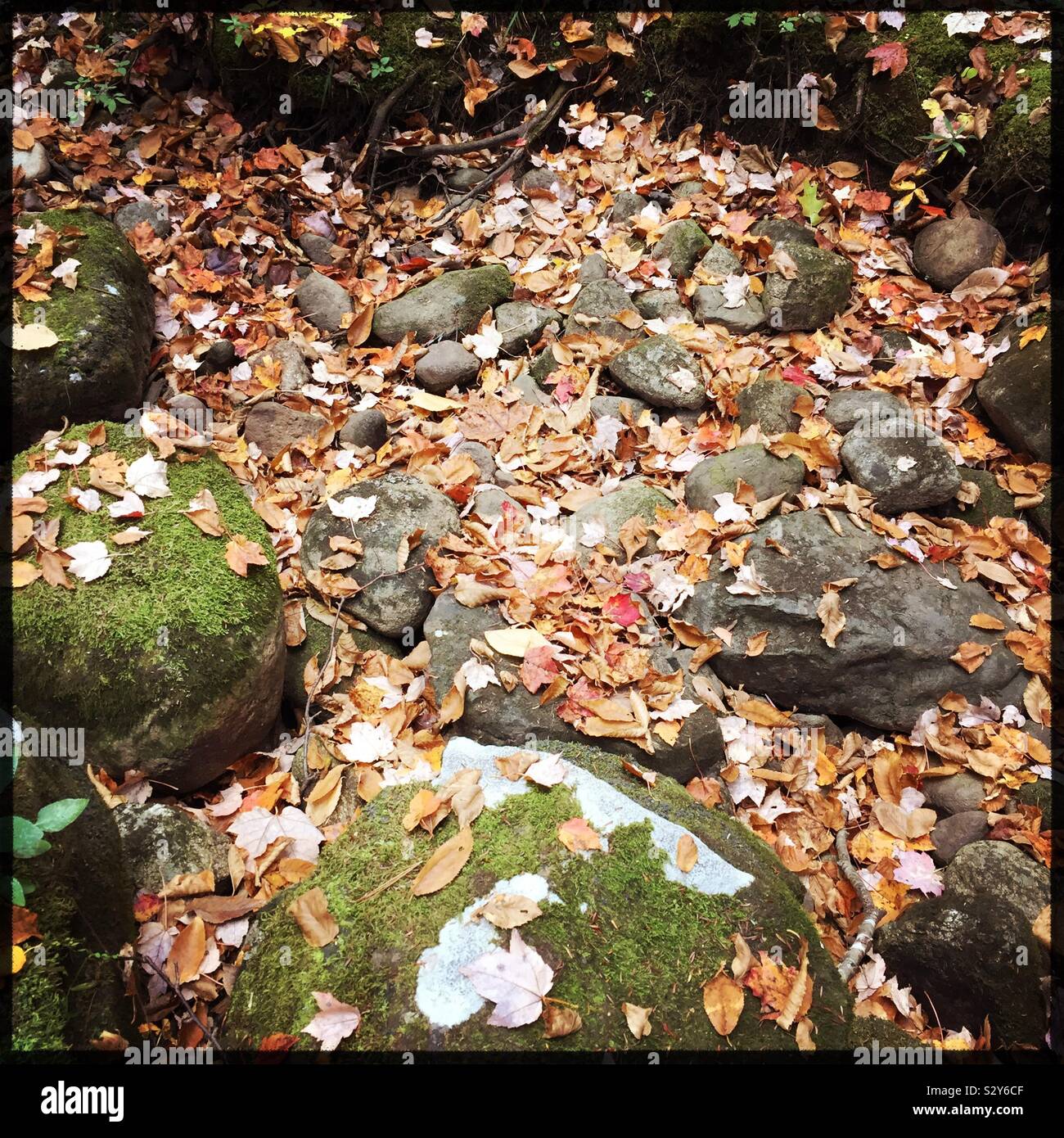 Les feuilles d'automne tombée sur des pierres dans un lit de rivière à sec Nouvelle Angleterre Banque D'Images