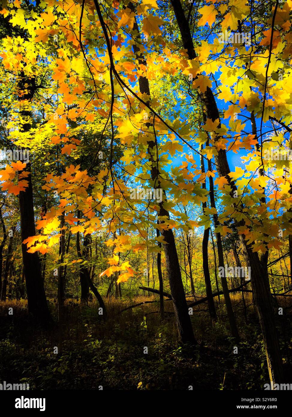 L'automne, Thatcher Woods # 2. Le comté de Cook, en Illinois. Banque D'Images