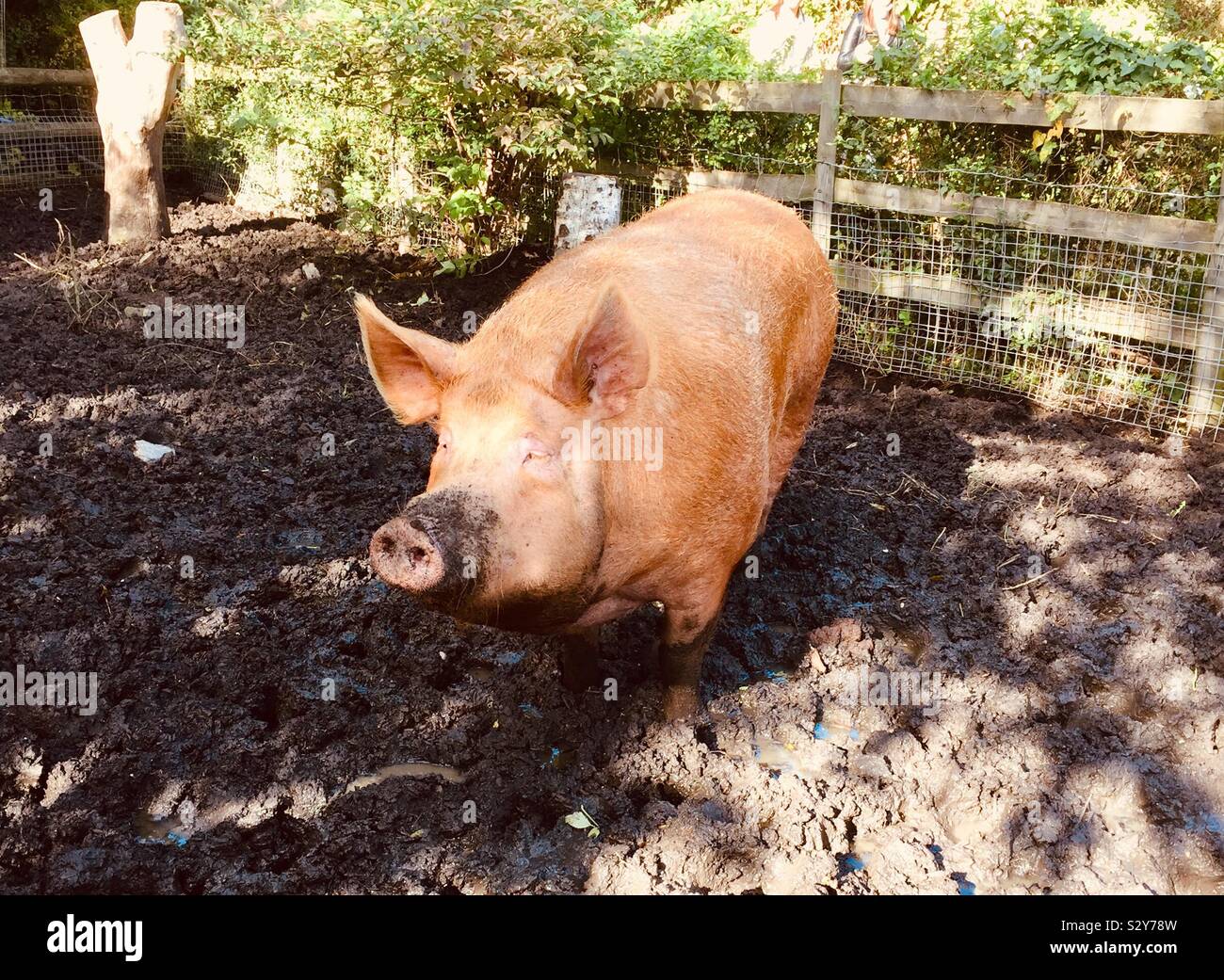 Gros cochon Banque D'Images