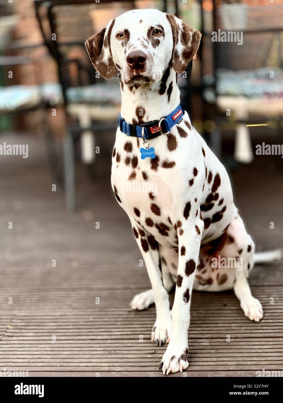 Chien dalmatien assis Banque D'Images