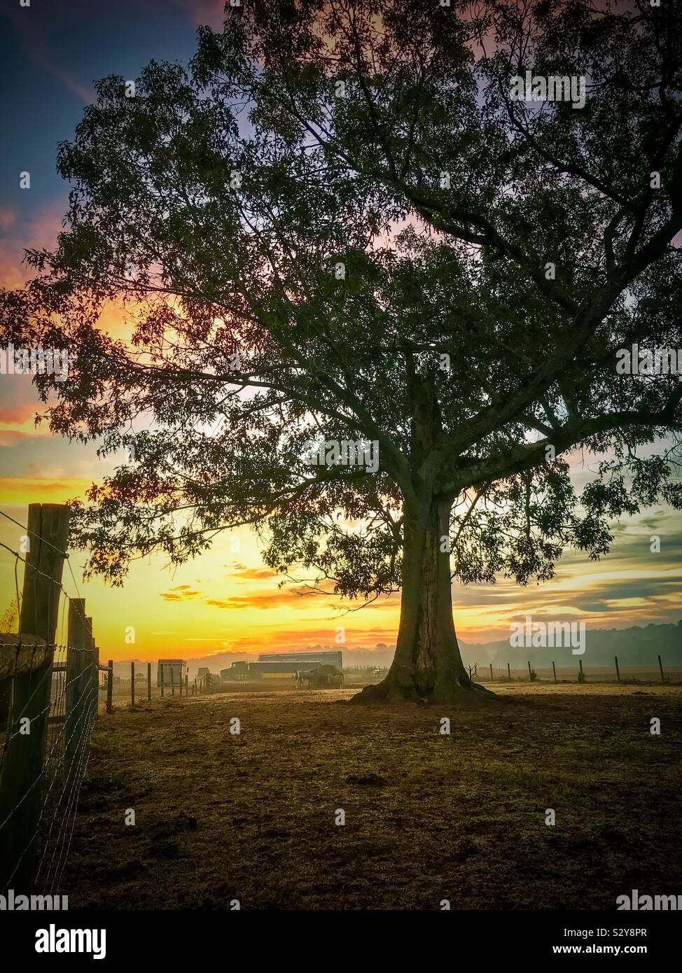 Arbre de chêne au lever du soleil dans les pâturages de la ferme- Octobre en Caroline du Nord 1 Banque D'Images