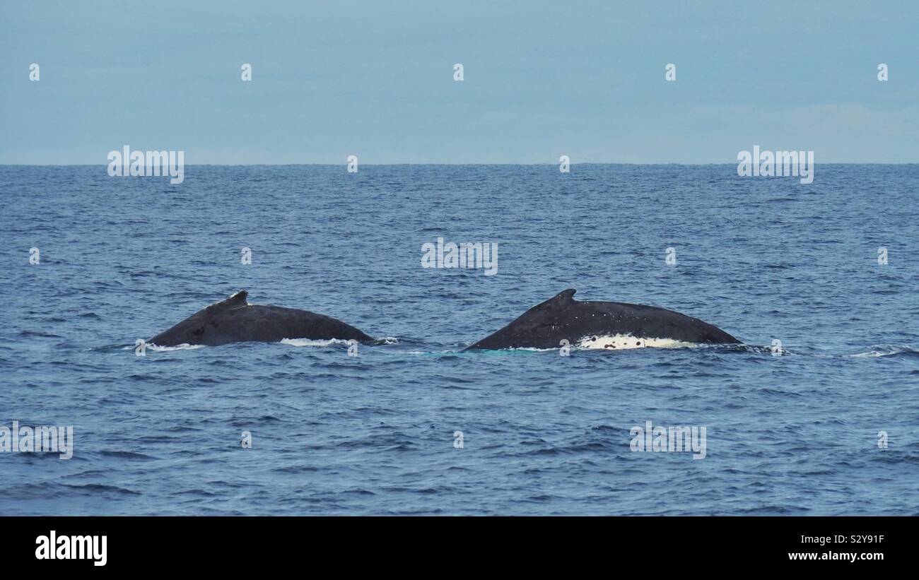 La migration des baleines à bosse Banque D'Images