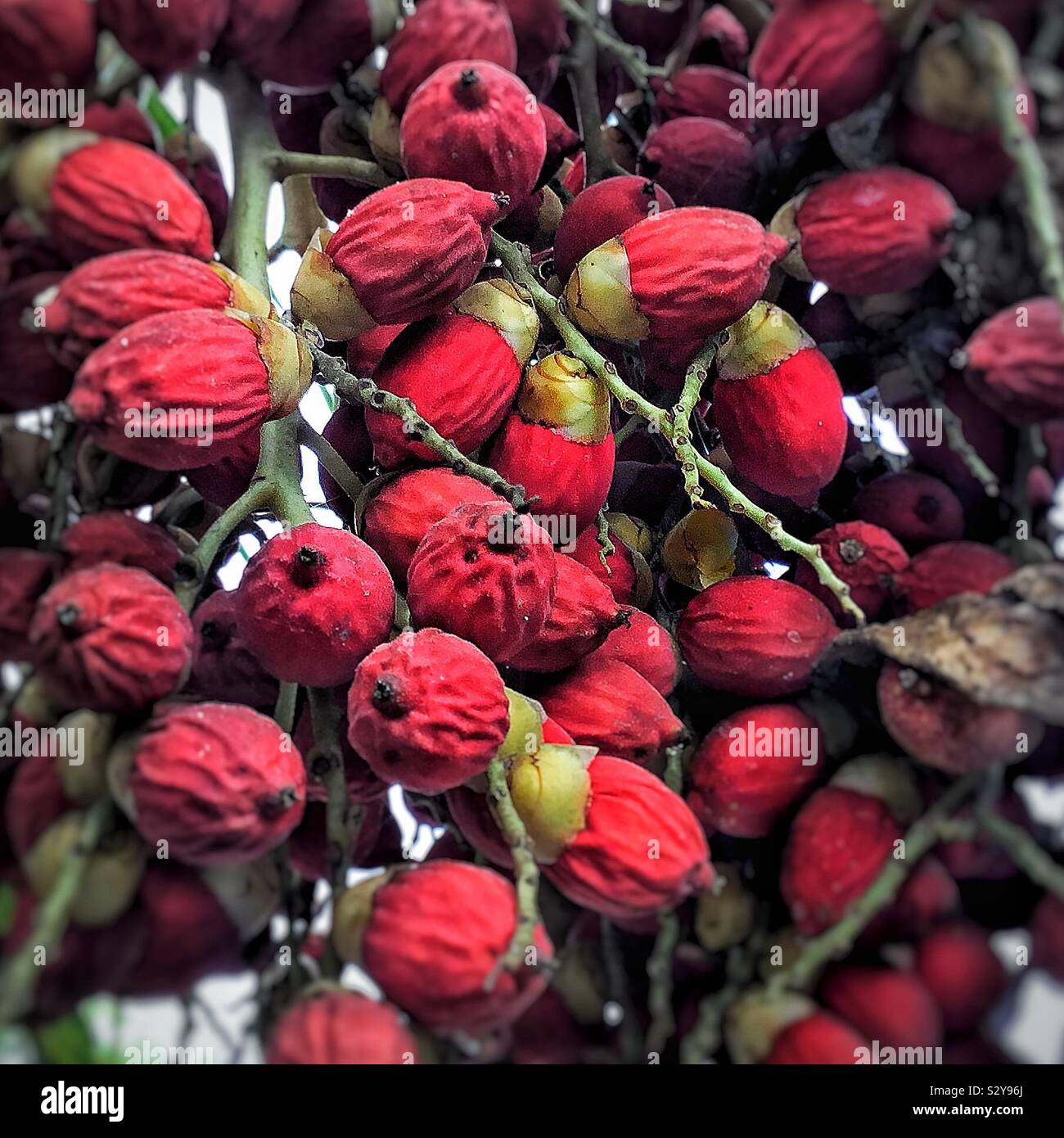 Fruits rouges palmiers Banque de photographies et d’images à haute ...