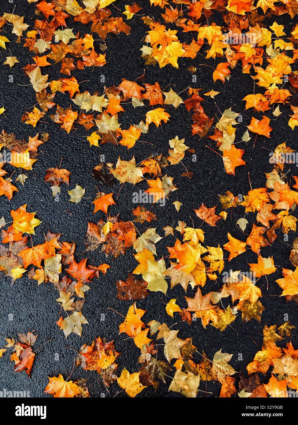 Les feuilles d'automne tombées humides reposent sur le sol. Les saisons changent. A l'été et l'automne/"automne" est en plein essor. Vous ne pouvez pas battre le golden couleurs automnales ! Photo © COLIN HOSKINS. Banque D'Images