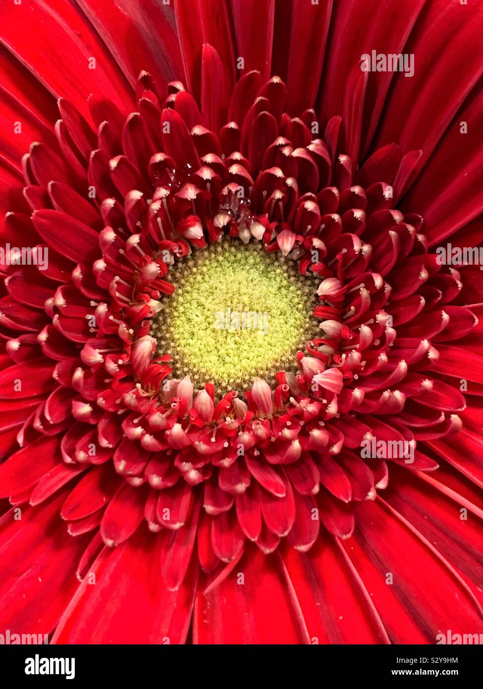 Gros plan plein cadre d'une énorme fleur marguerite rouge Banque D'Images