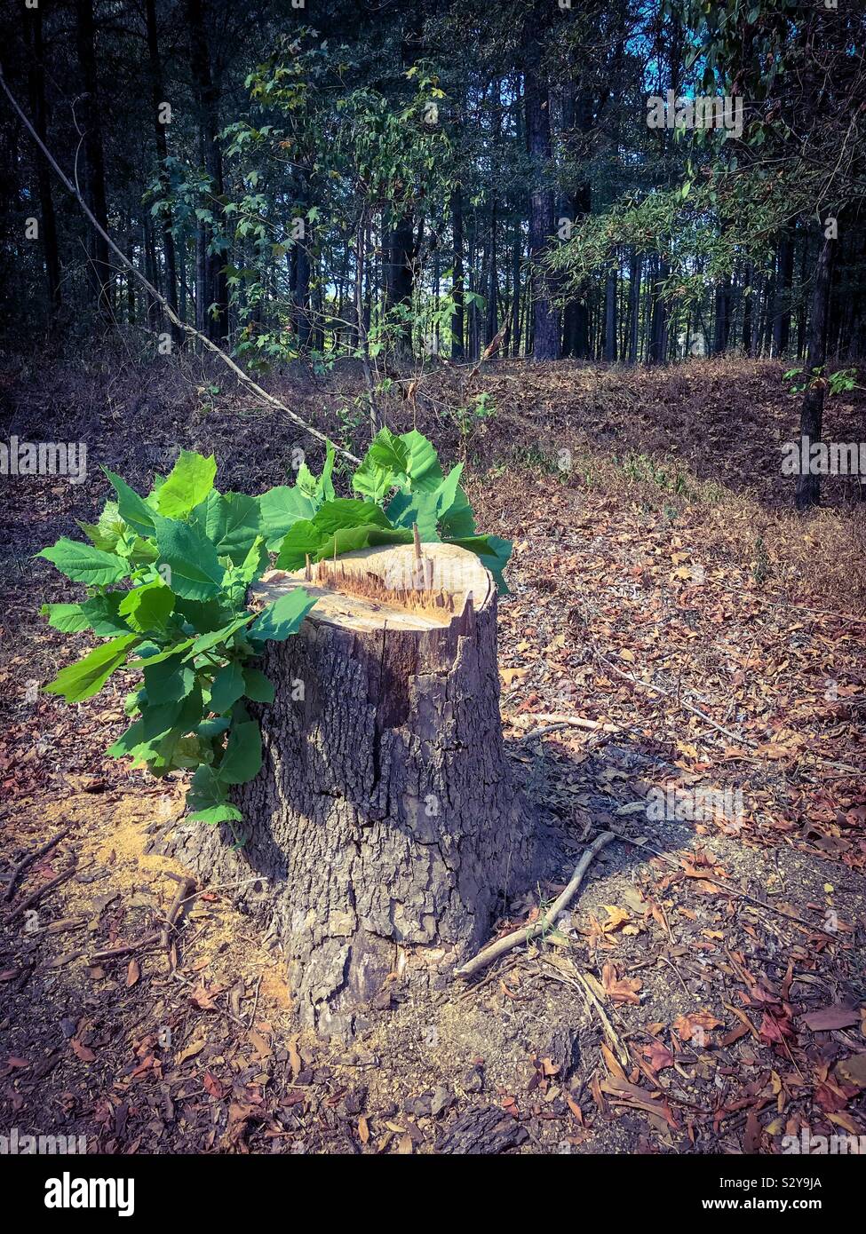 Sur la repousse un sycomore stump Banque D'Images