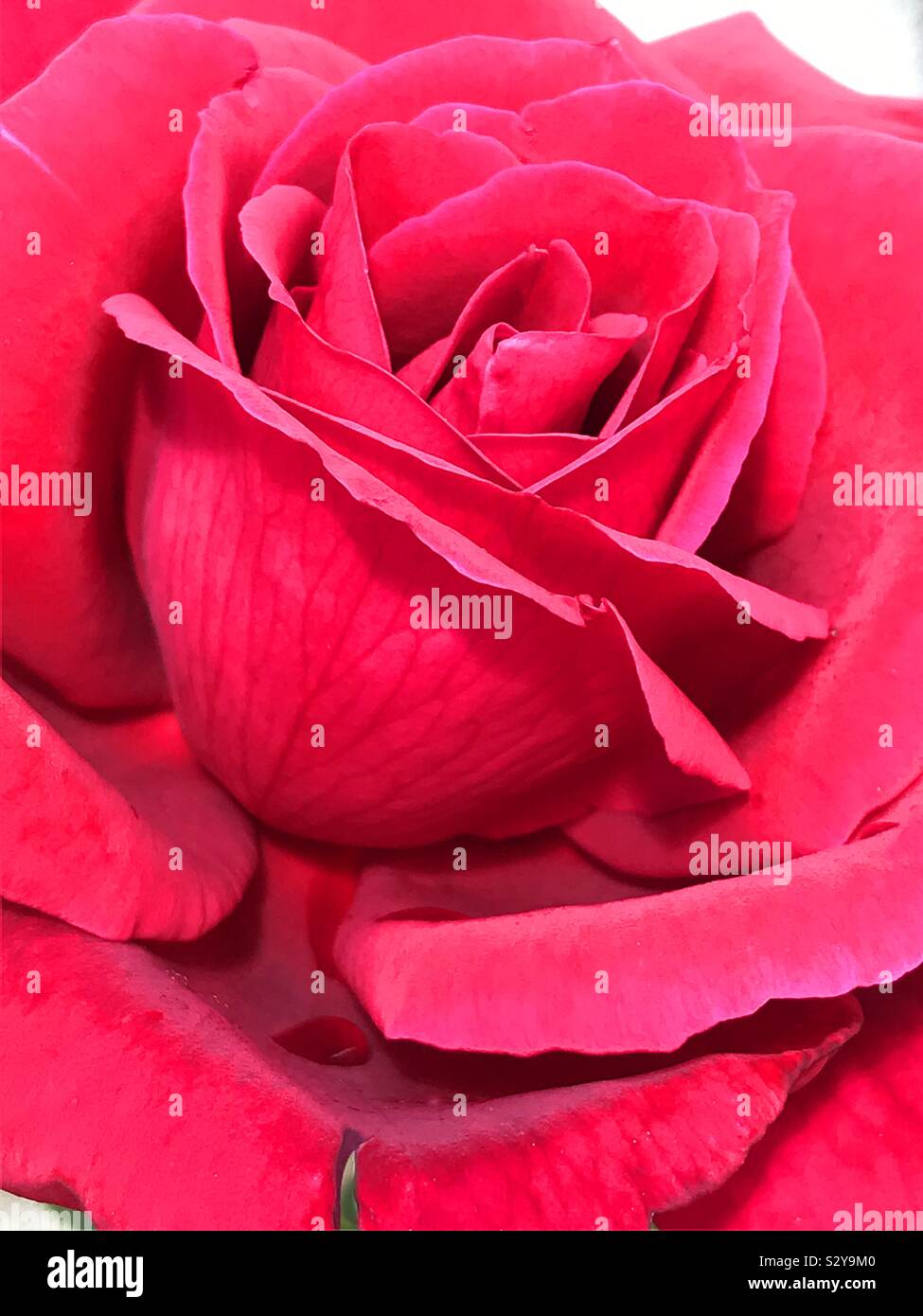 Rose rouge. - Image de stock capturée avec un smartphone