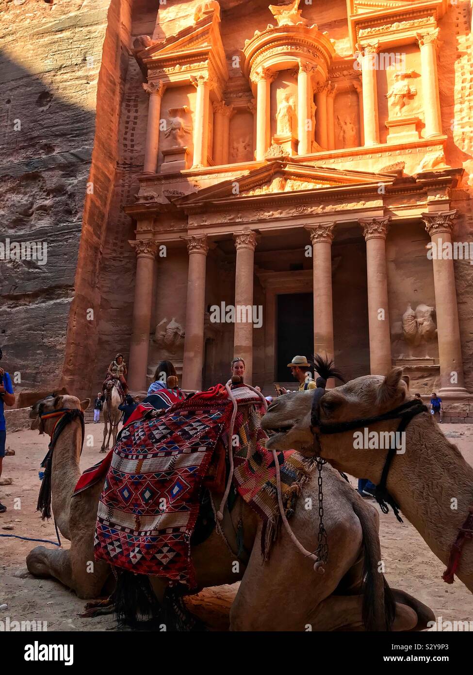 Les chameaux au Trésor Petra Jordanie Banque D'Images